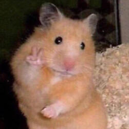 hamster throwing up a peace sign